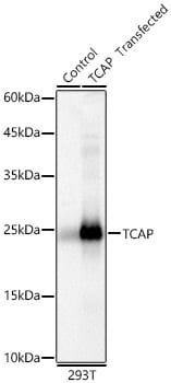 TCAP Antibody