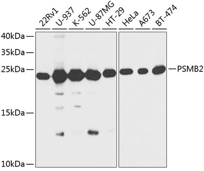 Proteasome 20S beta2 Antibody
