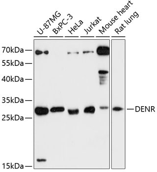 DENR Antibody