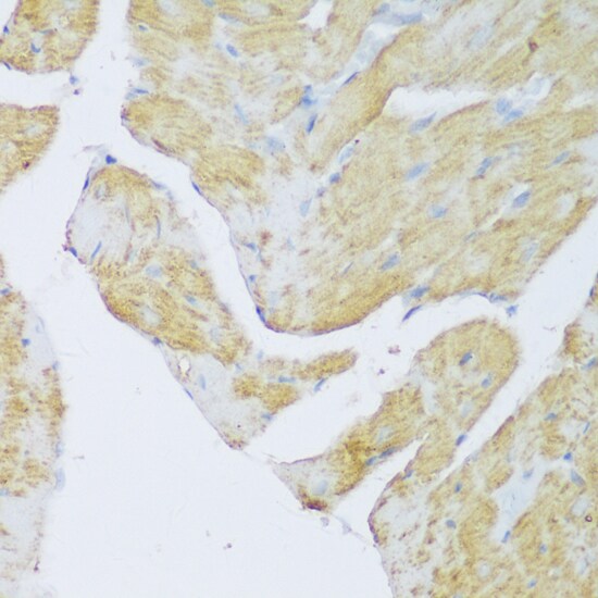 DENR Antibody