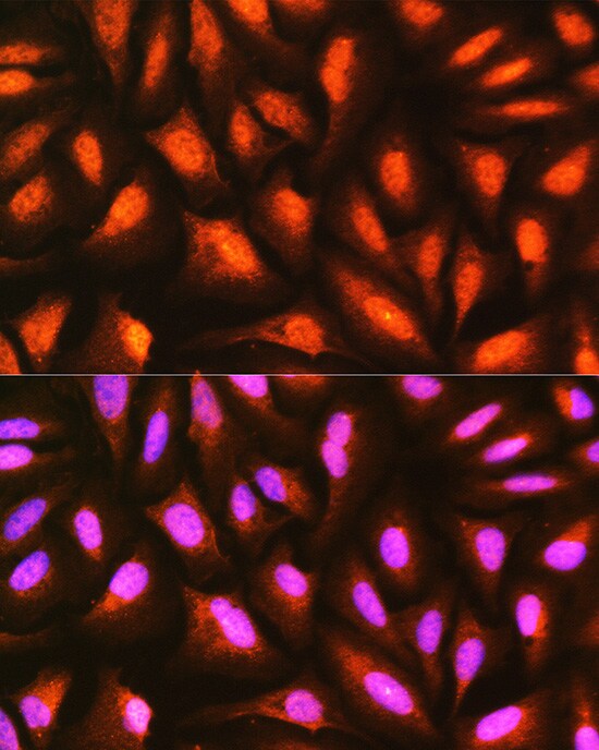 MDFI Antibody
