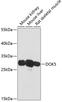 DOK5 Antibody