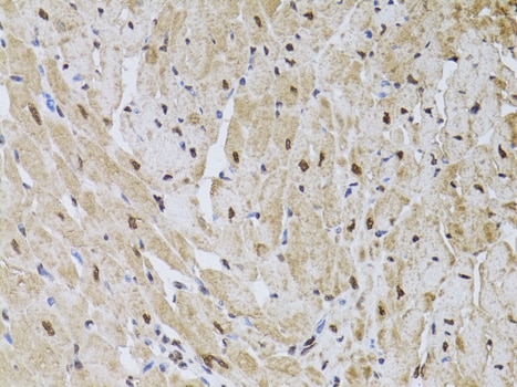 HUS1 Antibody