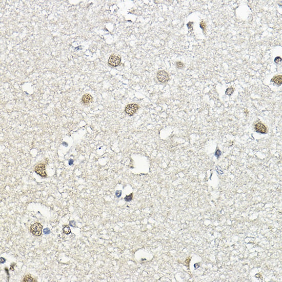 NCBP1 Antibody
