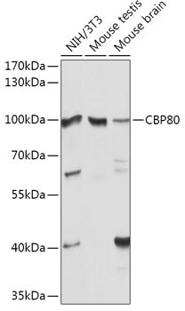 NCBP1 Antibody