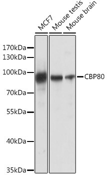 NCBP1 Antibody