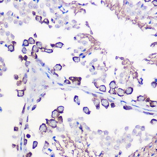DAZL Antibody
