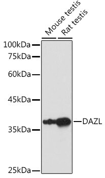 DAZL Antibody