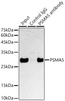 Proteasome 20S alpha 5 Antibody