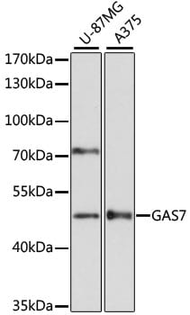GAS7 Antibody