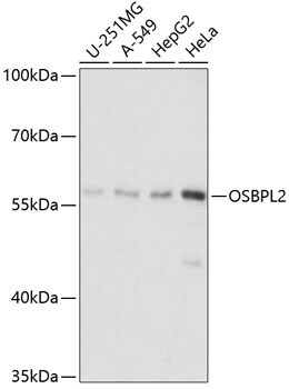 OSBPL2 Antibody