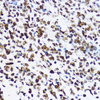 H4 Clustered Histone 1 [ac Lys12] Antibody