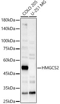 HMGCS2 Antibody