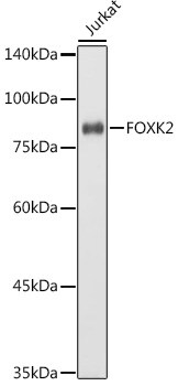 ILF1 Antibody