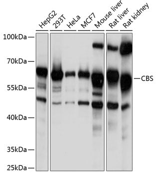 CBS Antibody