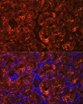 MIOX Antibody