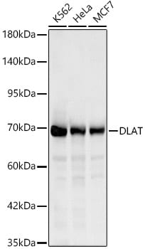 Pyruvate Dehydrogenase E2 Antibody
