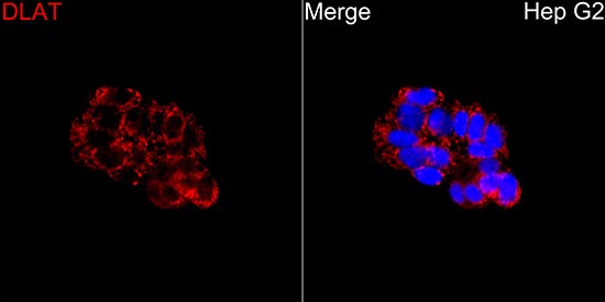 Pyruvate Dehydrogenase E2 Antibody