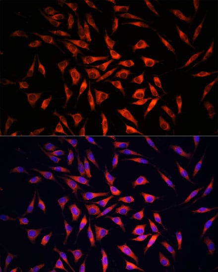Gasdermin-C Antibody