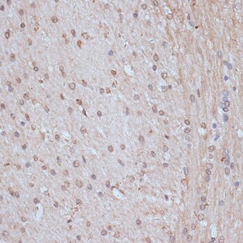 SNW1 Antibody