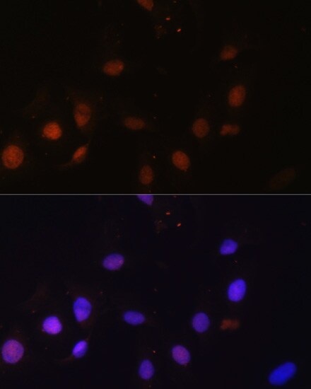 SNW1 Antibody