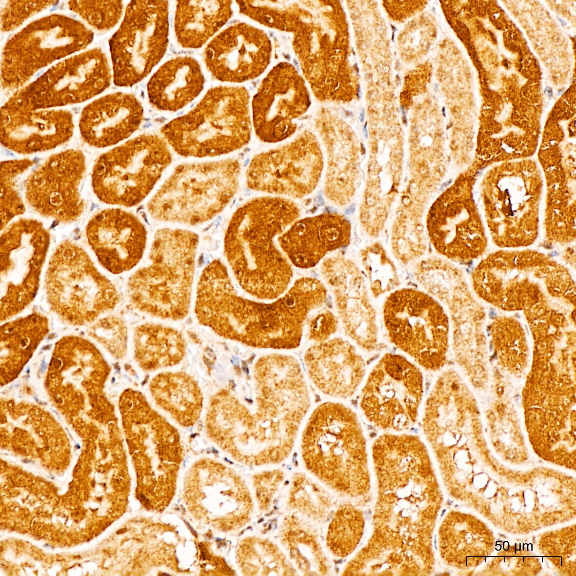 APOBEC3G Antibody
