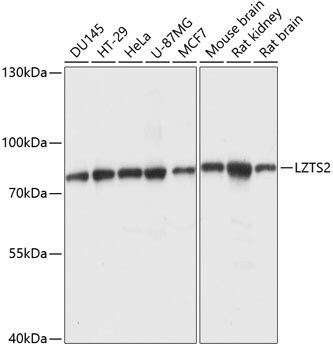LZTS2 Antibody