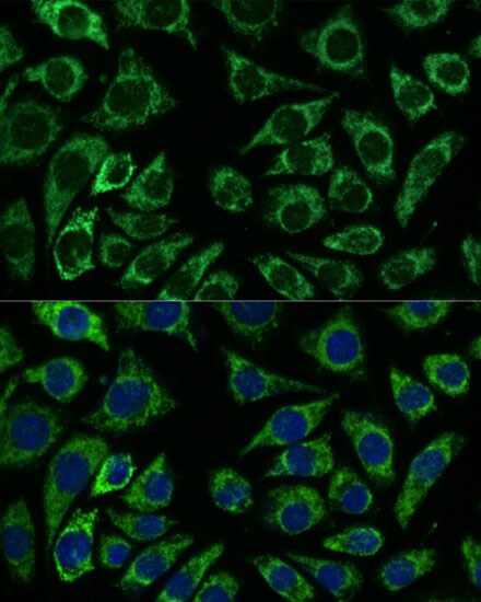 IDH3A Antibody