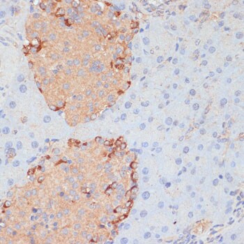 PTPRN2 Antibody