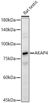 AKAP4 Antibody