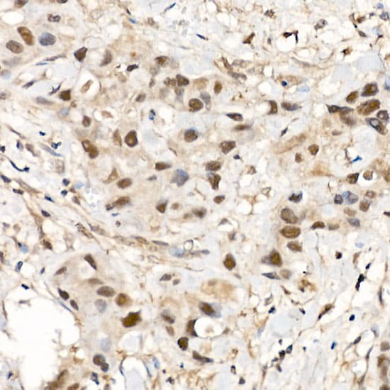 CrkRS Antibody