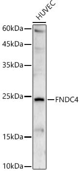 FNDC4 Antibody