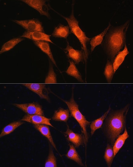Coatomer Subunit Delta Antibody