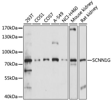epithelial Sodium Channel gamma Antibody