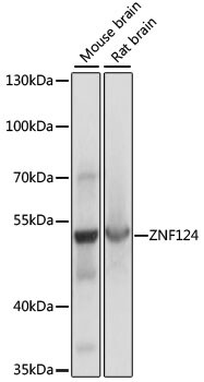 ZNF124 Antibody