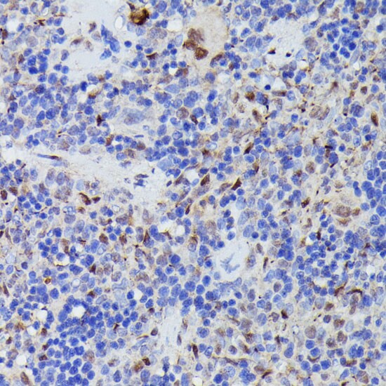 Cdc23 Antibody