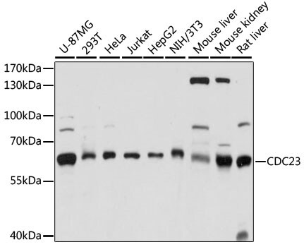 Cdc23 Antibody