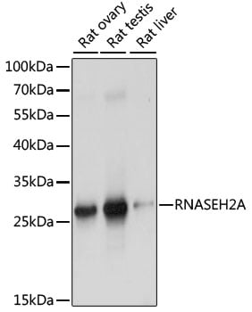 RNASEH2A Antibody