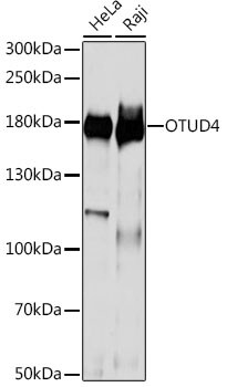 OTUD4 Antibody