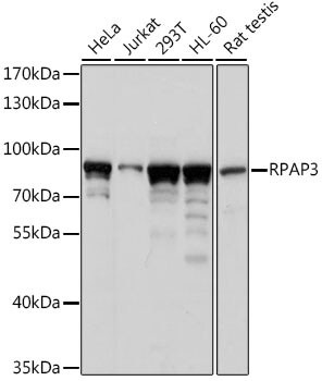 FLJ21908 Antibody