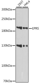 EPRS Antibody
