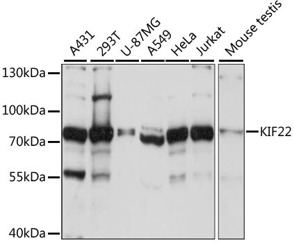 KIF22 Antibody