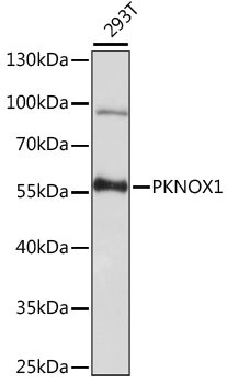 PKNOX1 Antibody