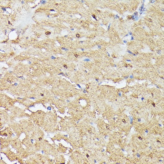 ASC1 Antibody