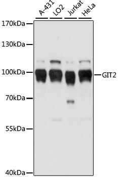 GIT2 Antibody