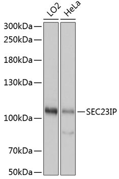 SEC23IP Antibody