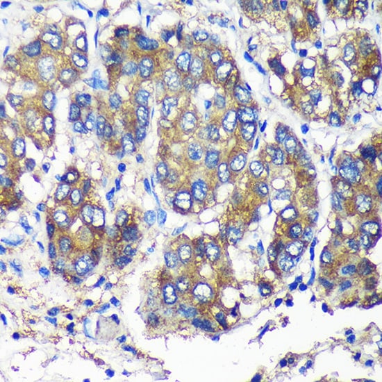 SEC23IP Antibody