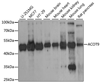 CGI-16 Antibody