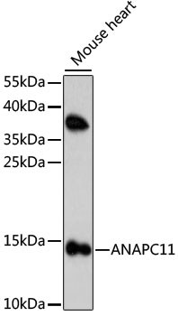 Apc11 Antibody