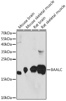 BAALC Antibody